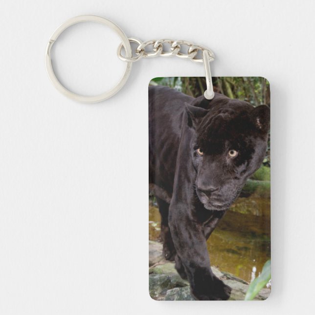 Belize City Zoo. Svart panter (Framsidan)