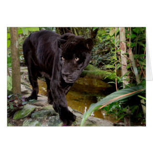 Belize City Zoo. Svart panter Hälsningskort