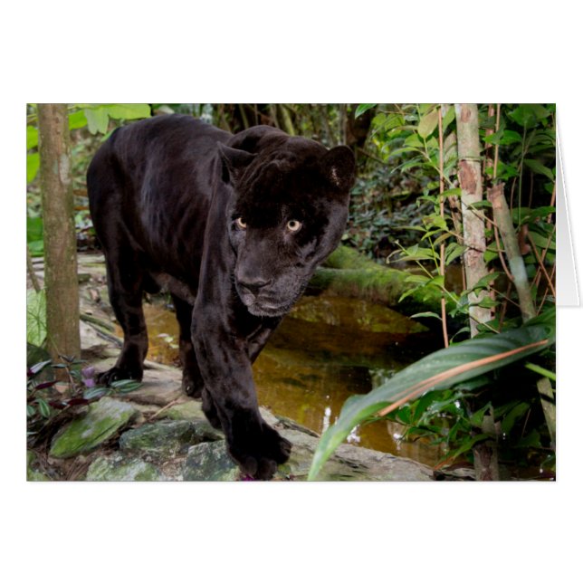 Belize City Zoo. Svart panter Hälsningskort (Framsidan Horizontal)