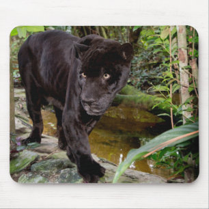 Belize City Zoo. Svart panter Musmatta