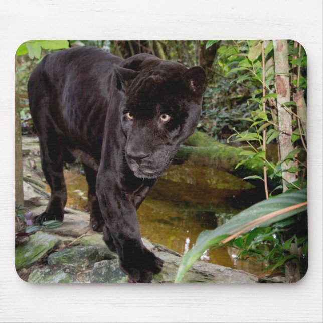 Belize City Zoo. Svart panter Musmatta (Framsidan)