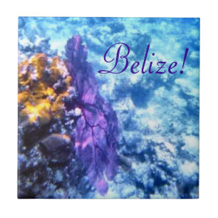 Belize! Den purpurfärgade havsfläkten belägger Kakelplatta