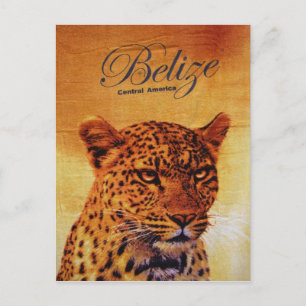 Belize Jaguar Vykort