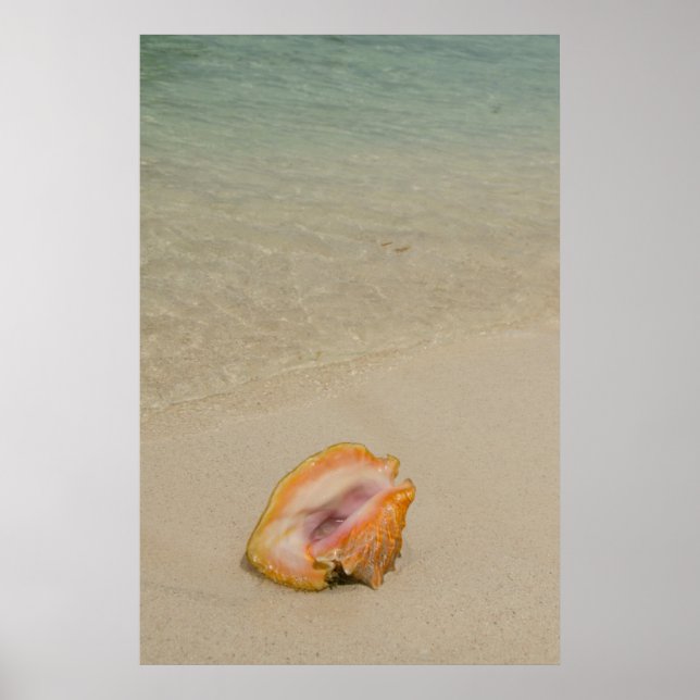Belize, Karibiska havet, Glovers rev. Conch Poster (Framsidan)