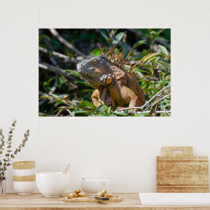 Belize Lizard, fredliga Orangen Iguana Poster