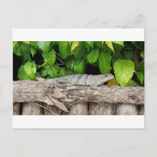 Belize Lizard PostCard Vykort