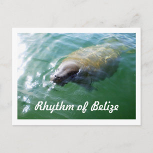 Belize Manatees rytm i floden Blank Card Vykort