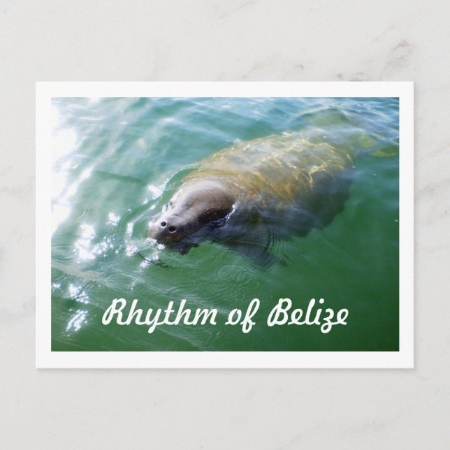 Belize Manatees rytm i floden Blank Card Vykort (Framsida)