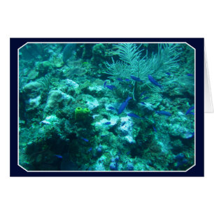 Belize OBS Kort