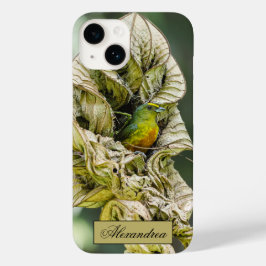 Belize Olive Euphonia Bird Photography