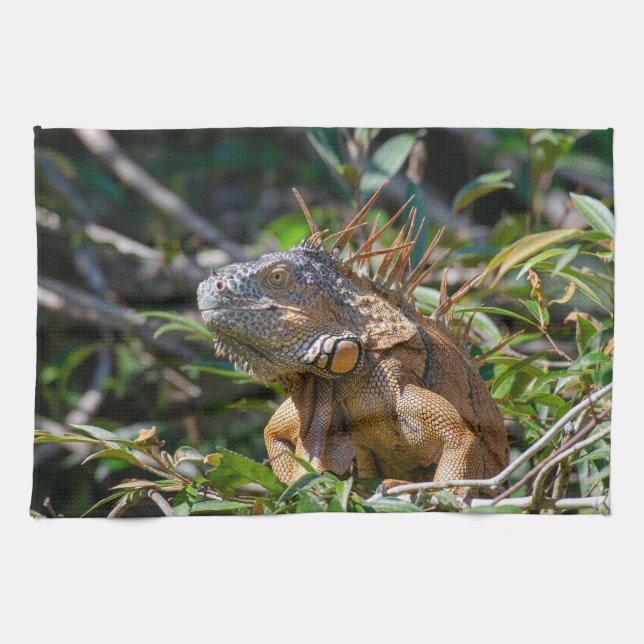Belize vilda djur: Orange Iguana ödla Fotografi Kökshandduk (Horisontell)