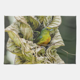 Belize Wildlife: Olive Euphonia Bird Photography Kökshandduk