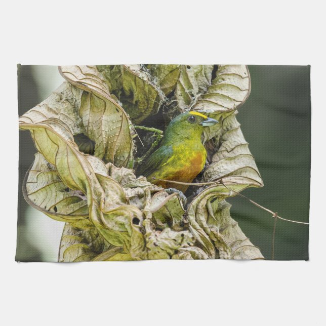 Belize Wildlife: Olive Euphonia Bird Photography Kökshandduk (Horisontell)