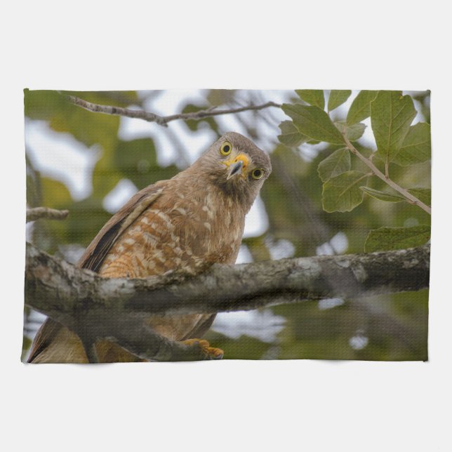 Belize Wildlife: Roadside Hawk Photography Kökshandduk (Horisontell)