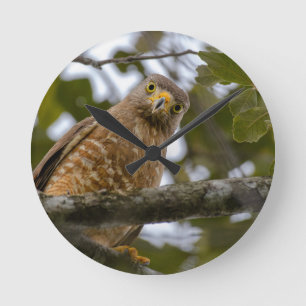 Belizean Beauty: Roadside Hawk Photograph Rund Klocka