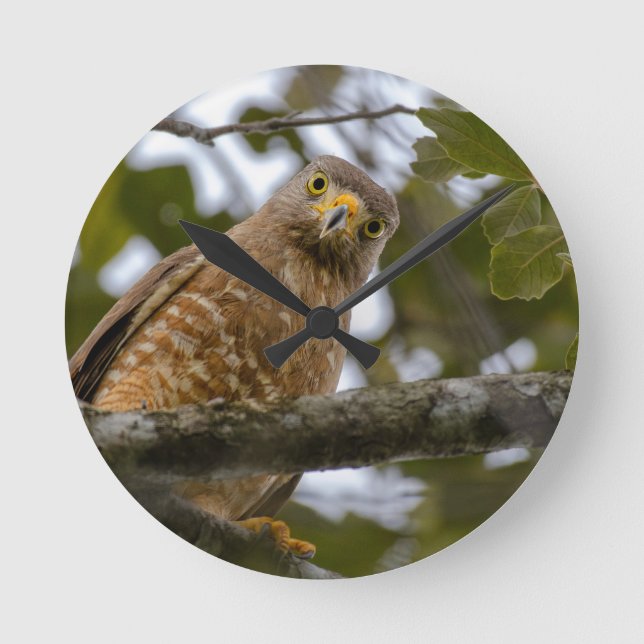 Belizean Beauty: Roadside Hawk Photograph Rund Klocka (Framsida)