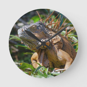 Belizean Colorful Beauty: Orange Iguana Photograph Rund Klocka