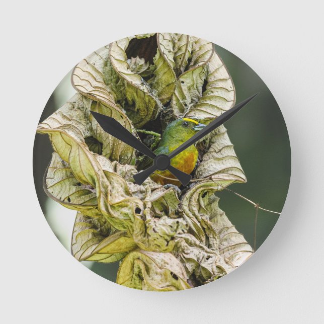 Belizean Colorful Harmony: Olive Euphonia Photo Rund Klocka (Framsida)