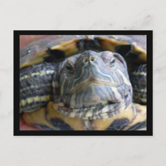 Belka stänger vykort