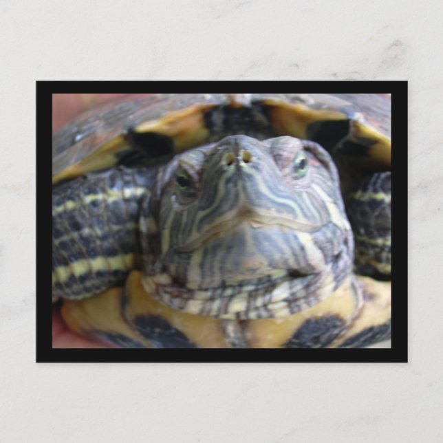 Belka stänger vykort (Framsida)