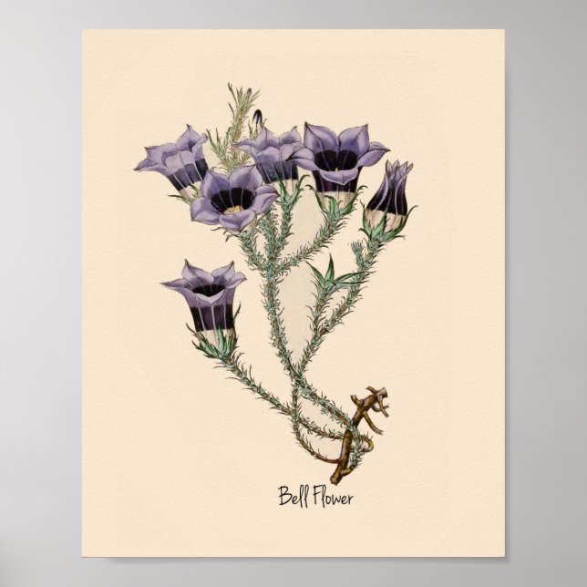 Bell Flower Botanical Poster (Framsidan)