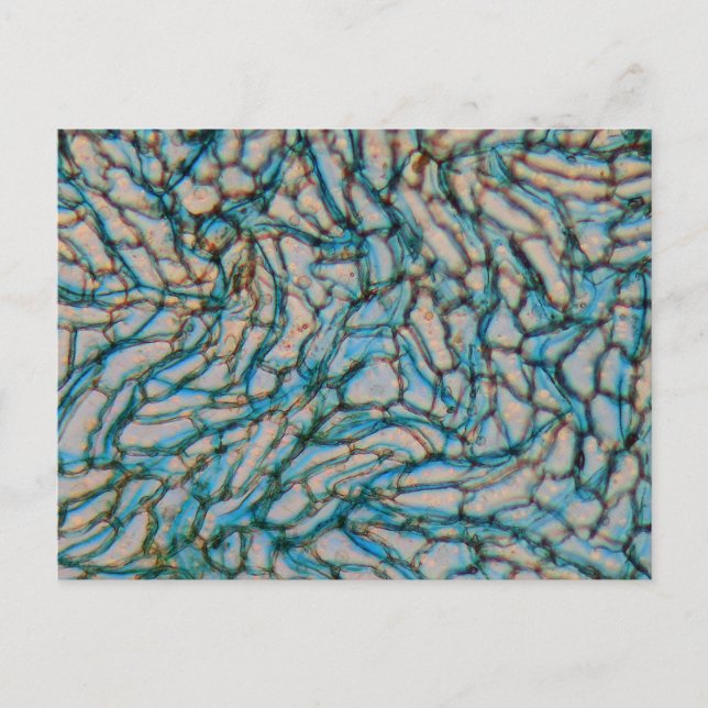 Bell pepparceller under mikroskop vykort (Framsida)