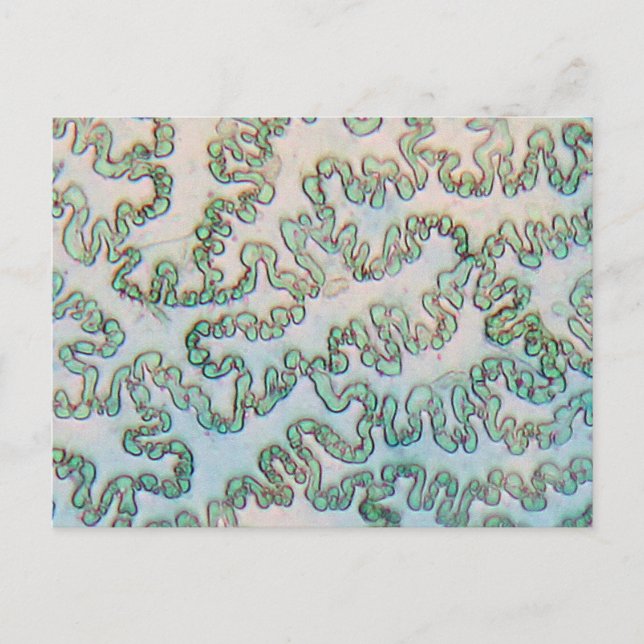 Bell pepparepidermis under mikroskopet vykort (Framsida)