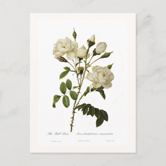 Bell ro vykort (Framsida)