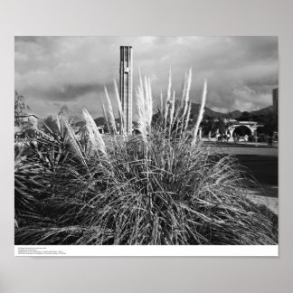 Bell Torn, Pampas Grass, december 1966 Poster
