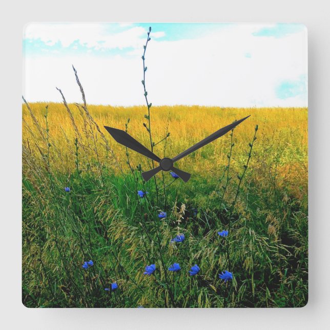 Bella blått - Chicory Fyrkantig Klocka (Framsida)