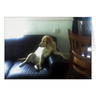 Bella, gult Labrador hund Hälsningskort