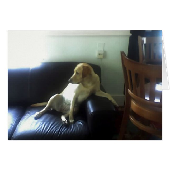 Bella, gult Labrador hund Hälsningskort (Framsidan Horizontal)