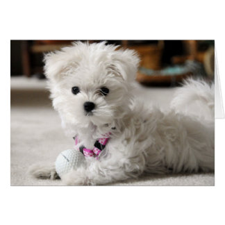 Bella Kärlek Golf Hälsningskort