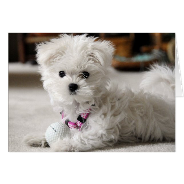 Bella Kärlek Golf Hälsningskort (Framsidan Horizontal)