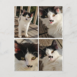 Bella kitten vykort