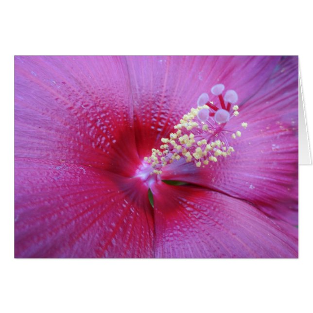 Bella Rosa OBS Kort (Framsidan Horizontal)