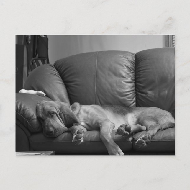 Bella spårhundvykort vykort (Framsida)