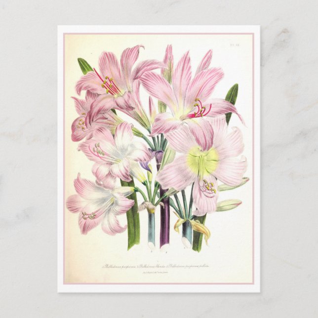 Belladonna Botanical Illustration Vintage Vykort (Framsida)