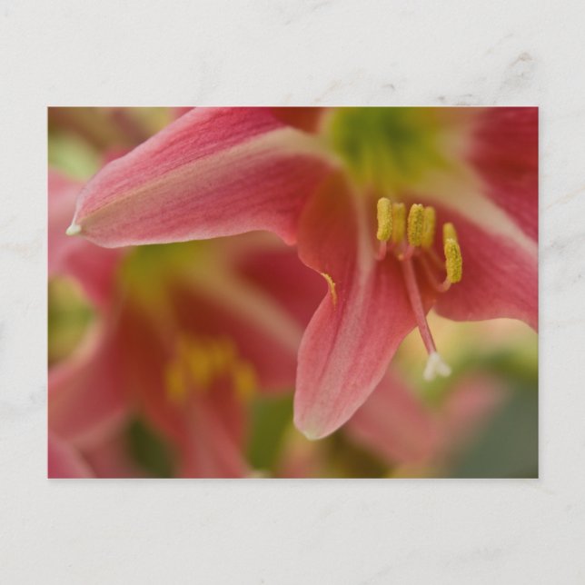Belladonna Lily Postcard Vykort (Framsida)
