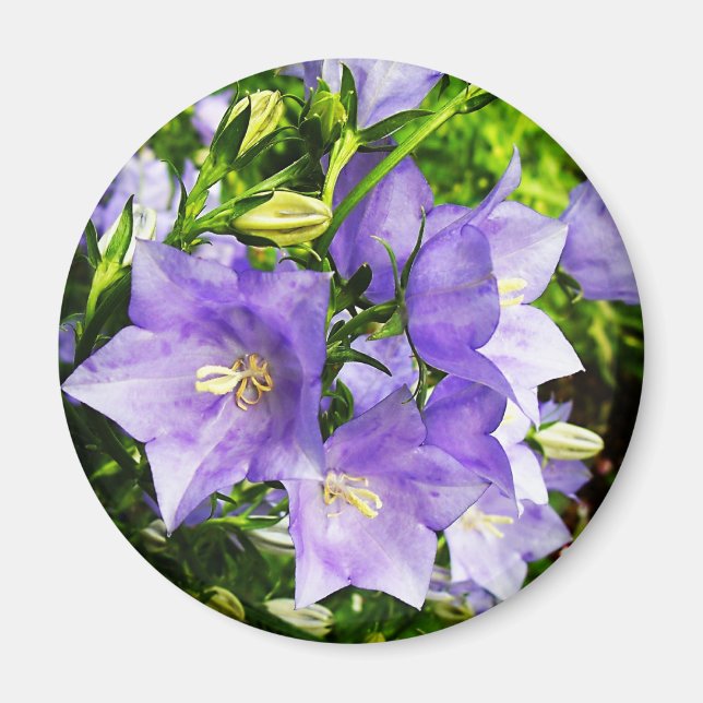 Bellblommor Magnet (Framsidan)