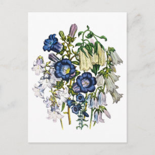 Bellblommor Vykort