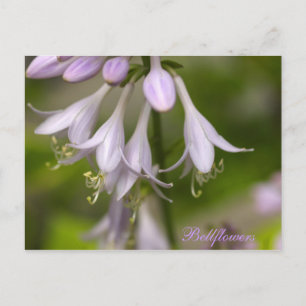 Bellblommor Vykort