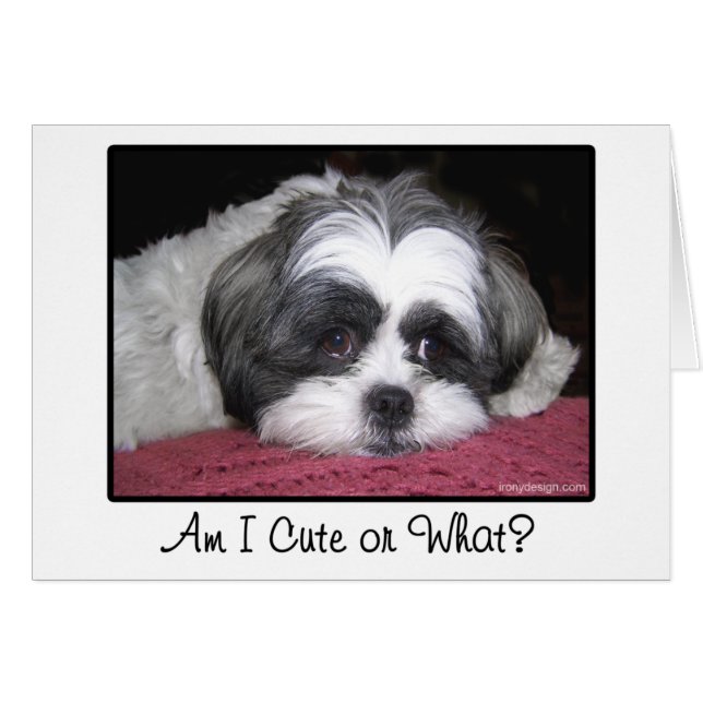 Belle den Shih Tzu hunden Hälsningskort (Framsidan Horizontal)
