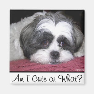 Belle den Shih Tzu hunden Magnet