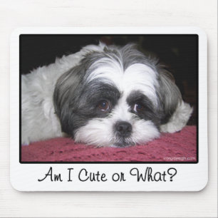 Belle den Shih Tzu hunden Musmatta
