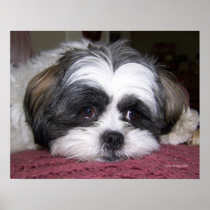 Belle den Shih Tzu hunden Poster