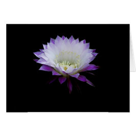 Belle från boll, nattblomningskaktus hälsningskort