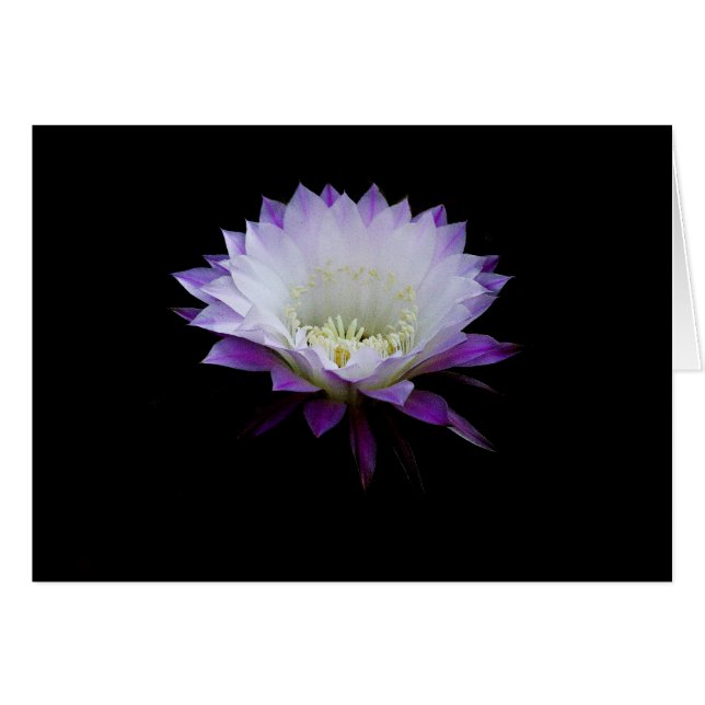 Belle från boll, nattblomningskaktus hälsningskort (Framsidan Horizontal)