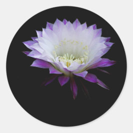 Belle från boll nattbloomer runt klistermärke