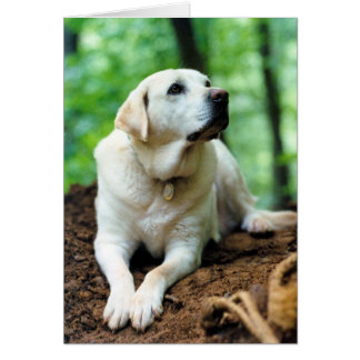 Belle Hälsningskort